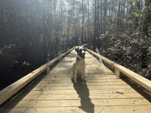 A dog sits on a wooden bridge surrounded by trees in a sunlit forest.