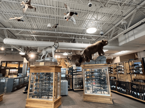 A wildlife display featuring a bear and a wolf on pedestals, with mounted birds overhead and gun racks in the background.