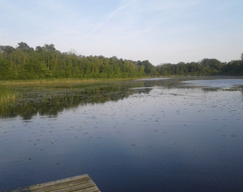 A serene lake surrounded by lush greenery, reflecting the sky and dotted with lily pads.