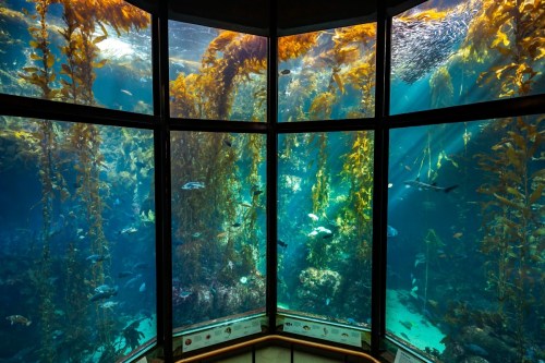 A view through a large aquarium window showcasing vibrant underwater kelp and various fish swimming in clear blue water.