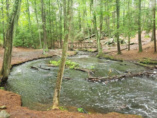 A serene forest scene with a winding stream, surrounded by trees and a small wooden bridge in the background.