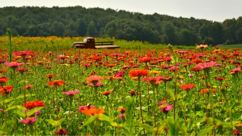 A vibrant field of colorful flowers with a vintage truck in the background and lush green hills beyond.