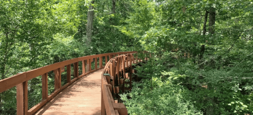 A winding wooden bridge surrounded by lush green trees and foliage.