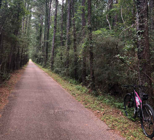 A quiet forest path lined with trees, with a bicycle leaning against the side.