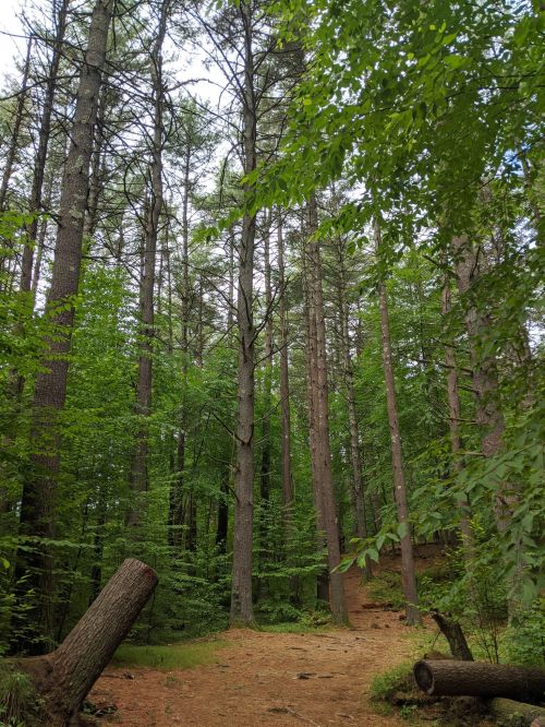 Tall trees rise above a winding path in a lush green forest, with fallen logs scattered along the trail.
