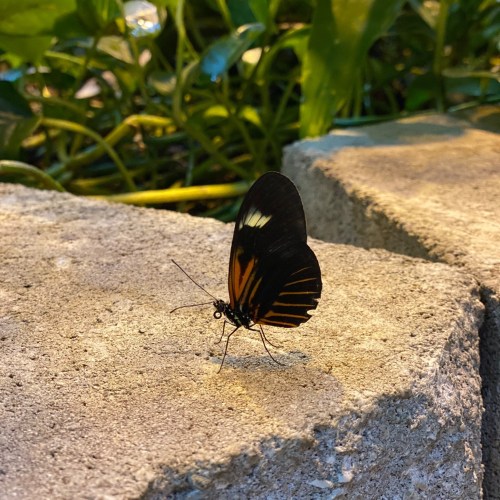 A black and orange butterfly perched on a stone surface, surrounded by green foliage.