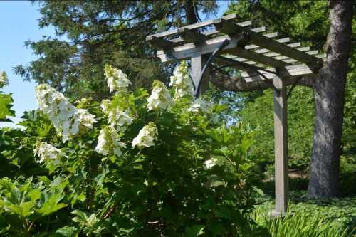 A wooden pergola stands beside lush green foliage and white flowering plants under a clear blue sky.