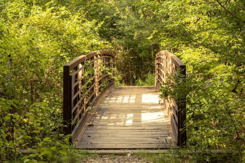 A wooden bridge surrounded by lush greenery in a serene forest setting.