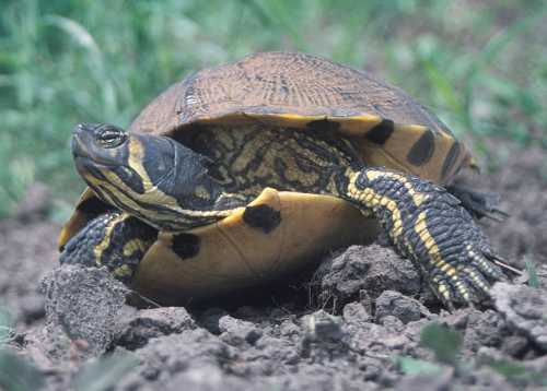 A close-up of a turtle resting on the ground, showcasing its patterned shell and vibrant yellow and black markings.