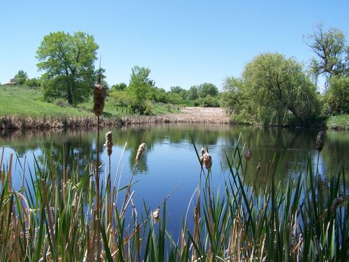 A serene pond surrounded by lush greenery and tall grasses under a clear blue sky.