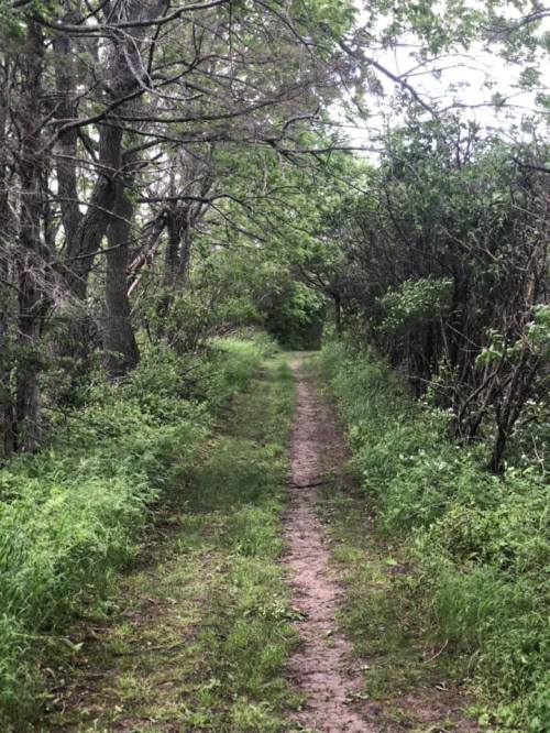 A narrow dirt path winds through a lush, green forest with trees and shrubs on either side.