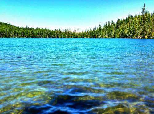 A serene lake surrounded by lush green trees under a clear blue sky. The water is calm and reflects the landscape.