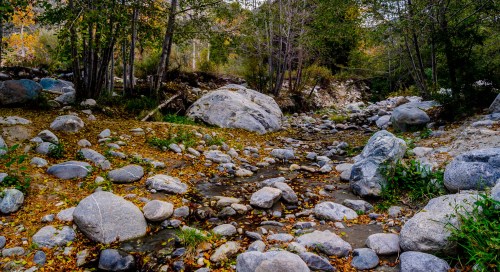 A serene stream flows through a rocky landscape, surrounded by trees and scattered autumn leaves.