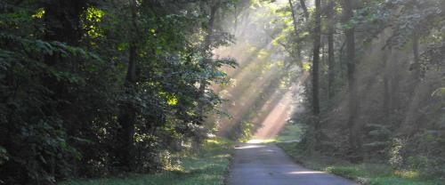 A serene forest path with sunlight streaming through the trees, creating a peaceful and inviting atmosphere.