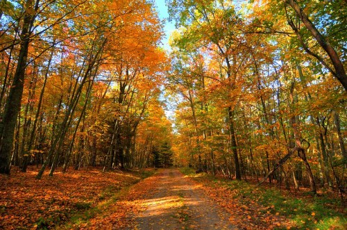 A serene forest path lined with vibrant autumn trees and fallen leaves, under a clear blue sky.