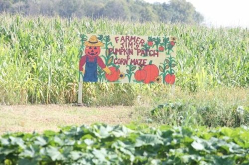 A colorful sign for "Farmer Tim's Pumpkin Patch and Corn Maze" amidst a field of corn and pumpkins.