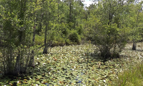 A serene wetland scene with lush greenery and lily pads floating on calm water under a clear sky.