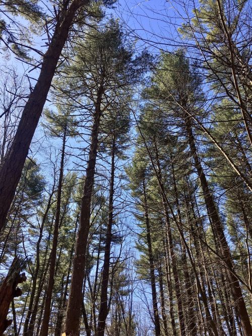 Tall trees reaching towards a clear blue sky, with branches and trunks visible in a forest setting.