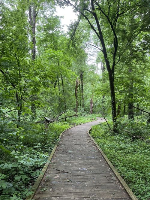 A winding wooden path through a lush green forest, surrounded by tall trees and dense foliage.