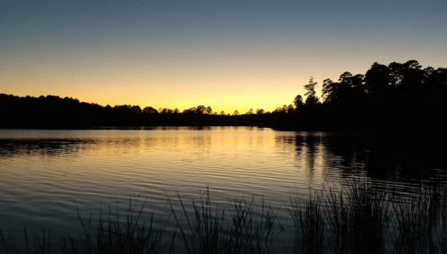Sunset over a calm lake, with silhouettes of trees and reeds along the shoreline reflecting golden hues on the water.