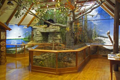 A nature exhibit featuring a large tree, rock formations, and various wildlife displays in a wooden interior.