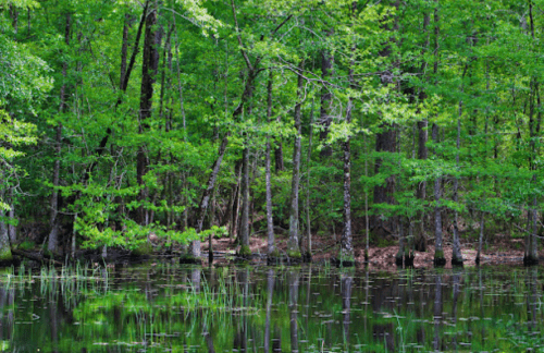 Lush green trees reflect in calm water, creating a serene wetland scene with vibrant foliage.