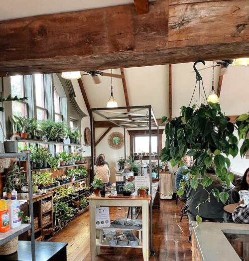 A cozy plant shop with wooden beams, shelves of greenery, and customers browsing in a bright, inviting space.