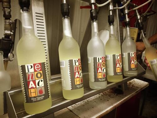 Bottles of a light-colored beverage labeled "Peach" being filled on a production line.