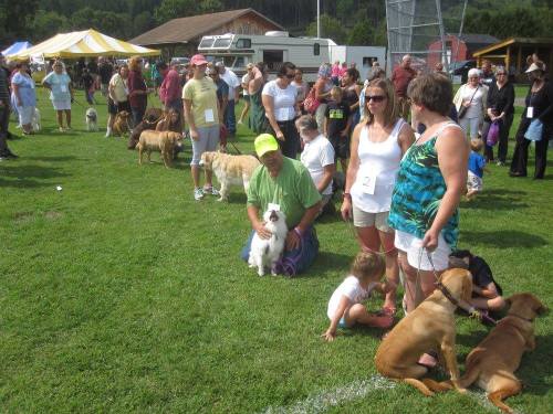 A crowd at a dog event, featuring people with various dogs on leashes in a grassy field.