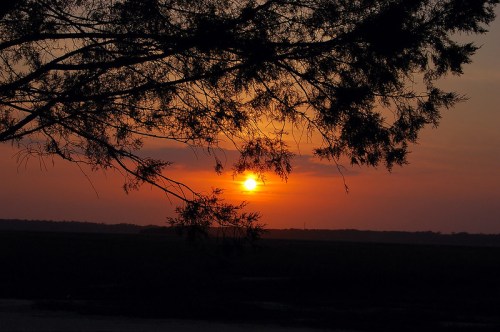 A serene sunset over a marsh, framed by silhouetted tree branches against a colorful sky.