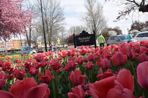 Colorful tulips in bloom with a sign reading "Bedankt" and people walking in a park setting. Trees in the background.