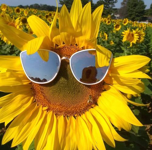 A sunflower wearing oversized sunglasses, surrounded by a field of blooming sunflowers.