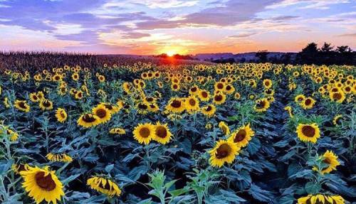 A vibrant field of sunflowers under a colorful sunset sky, with rolling hills in the background.