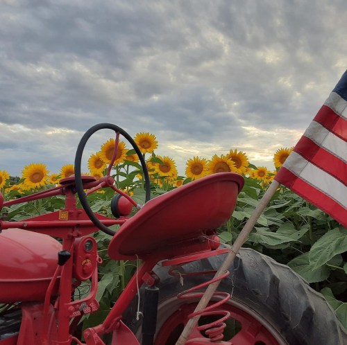 A red tractor with an American flag stands among tall sunflowers under a cloudy sky.