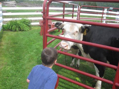 A child leans in to interact with a black and white cow through a red metal fence in a grassy area.