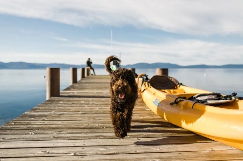A happy dog runs along a wooden pier beside a yellow kayak, with calm water and mountains in the background.