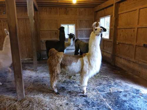 A group of llamas standing inside a wooden barn, with straw on the floor and windows letting in natural light.