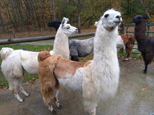 A group of llamas in various colors standing outdoors in a wooded area.