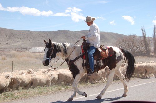 A cowboy on a horse walks alongside a flock of sheep on a rural road under a clear blue sky.