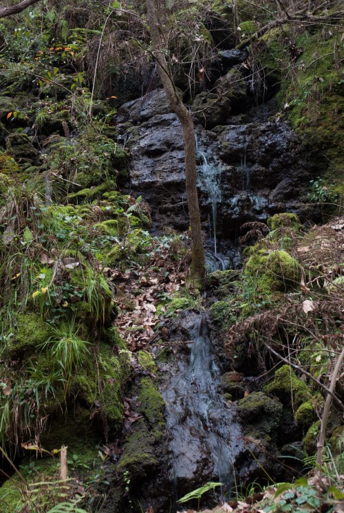A serene forest scene featuring a small waterfall cascading over moss-covered rocks, surrounded by lush greenery.