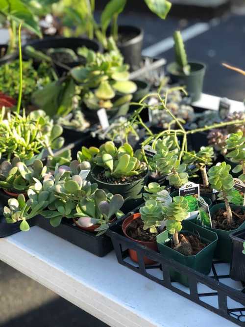 A variety of potted succulents and plants displayed on a table at a market.