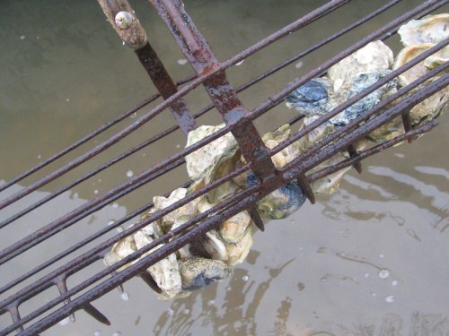 A close-up of a rusted metal grate with oysters attached, submerged in murky water.