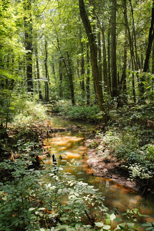 A serene forest scene with a winding creek surrounded by lush green trees and underbrush. Sunlight filters through the leaves.