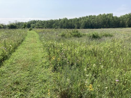A grassy path winds through a vibrant field of wildflowers, bordered by lush green trees under a clear blue sky.