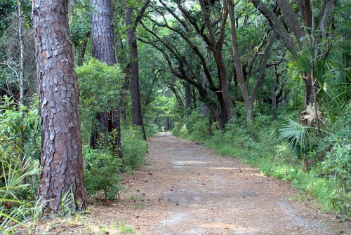 A serene dirt path winding through a lush green forest with tall trees and dense foliage on either side.