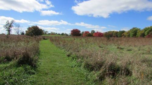 A grassy path winds through a field with colorful trees under a blue sky and fluffy clouds.