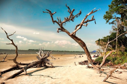 A sandy beach scene featuring a large, dead tree and driftwood, with people in the background and a blue sky.