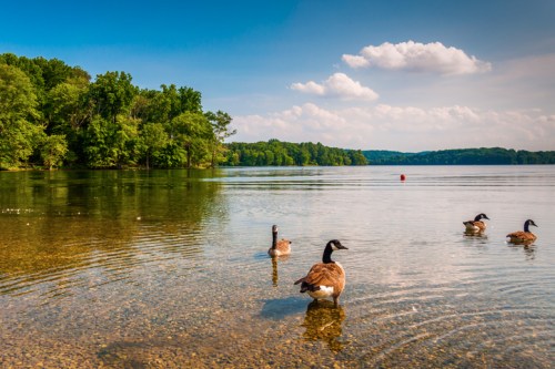 A serene lake scene with geese swimming in clear water, surrounded by lush green trees and a blue sky.