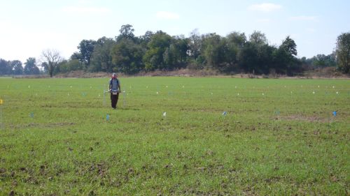 A person walks through a green field marked with colorful flags, surrounded by trees in the background.