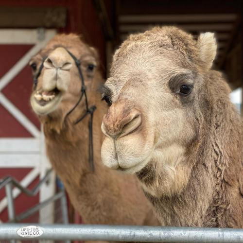 Two camels with soft fur and expressive faces, standing in a barn setting.